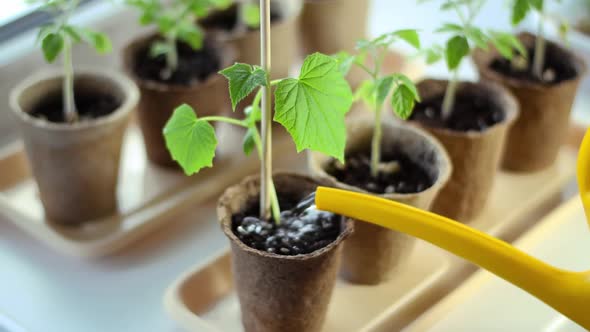 Watering cucumber seedling in a peat pot