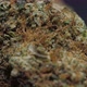 Weed Macro Shot - VideoHive Item for Sale