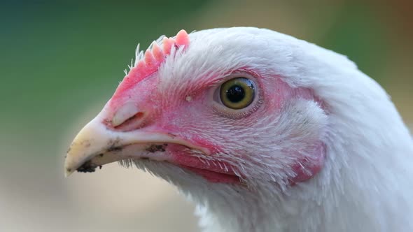 Poultry farm. Chicken with white feathers and red beak, close-up