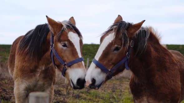 A pair of Danish Jutland Draft Horses On A Field in Slowmotion