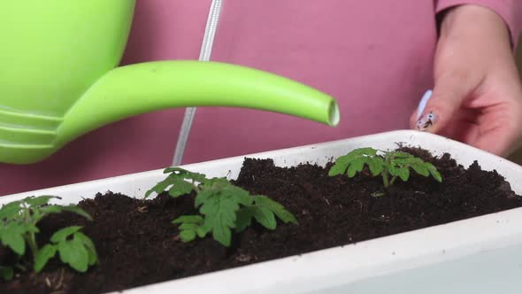 A Woman Is Watering A Planted Tomato Seedling In A Pot. Seedling Transplant. Garden In The Apartment