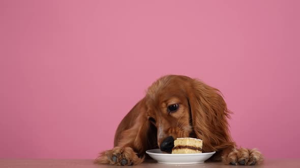 The English Cocker Spaniel Sits with Its Forepaws on the Table and Eats a Piece of Cake on a Saucer