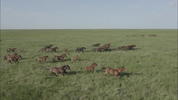 Wild Horses Running Wild Mustangs Run on the Green Grass