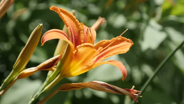 Close-up of Hemerocallis fulva orange plant in the garden 4K 2160p 30fps UltraHD footage - Day-lily 