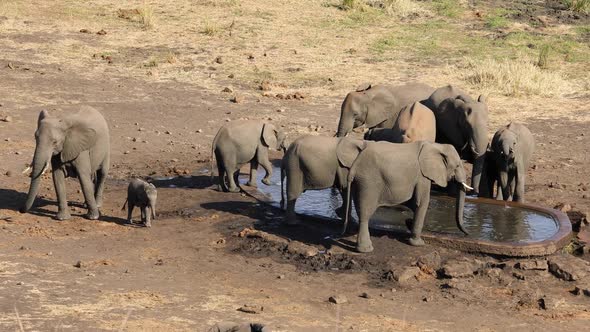 African Elephants Drinking Water - Kruger National Park