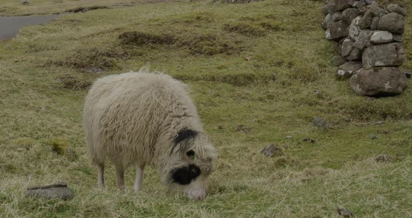 Medium Slow Motion of a Faroese Sheep Grazing in the Countryside