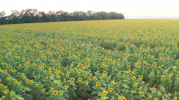 Sunflower Sunset 6