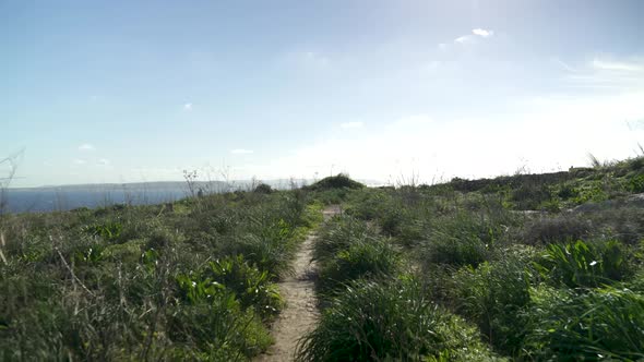 Empty Narrow Path Leading Through Tall Grass on Sunny Day in Gozo Island, Malta