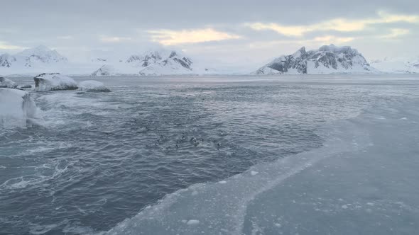 Gentoo Penguin Group Swim Antarctic Brash Ice