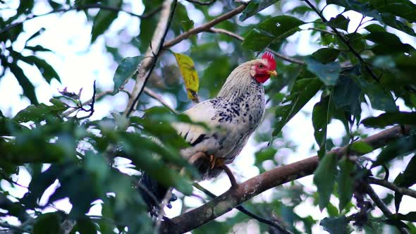 A speckled solitary chicken roosts in a tree. Green leaves help conceal it as it prepares to sleep a