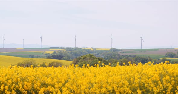 Blooming Rapeseed Flowers at Agriculture Field