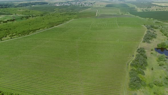 People Work On The Berry Plantation. Aerial View