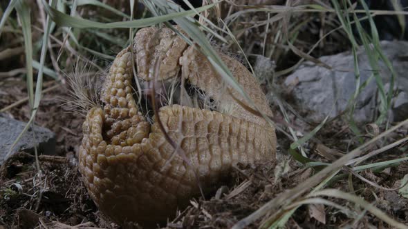 Armadillo rolled up in a ball - defensive mechanism of prey animals