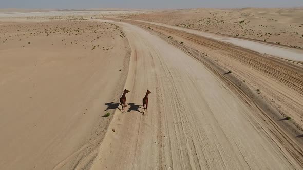 Aerial view two horses running free in the desert of Al Khatim in Abu Dhabi.