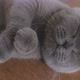 Close Up Hand Of Human Playing with British Cat. - VideoHive Item for Sale