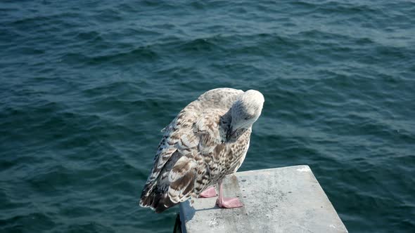 Close up of beautiful seagull standing on surface at baltic sea and pecking during sunlight