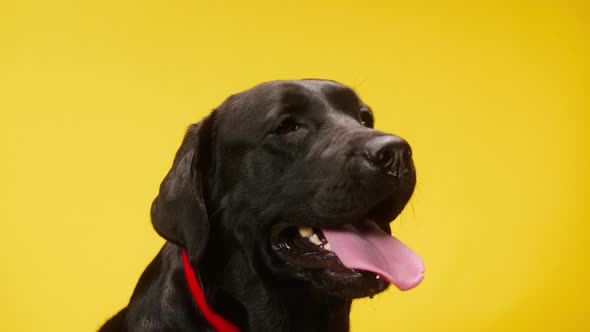 Black Labrador Wearing Red Collar on Yellow Background Dark Retriever Dog with Open Mouth and Tongue