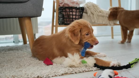 Toller Puppy Biting Toy on Floor