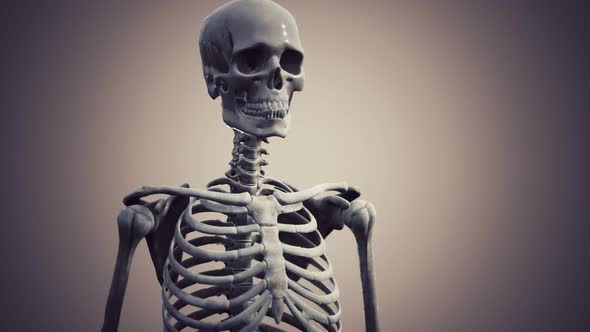 Full Human Skeleton Standing alt