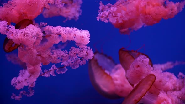 Glowing Jellyfish Swimming in Aquarium