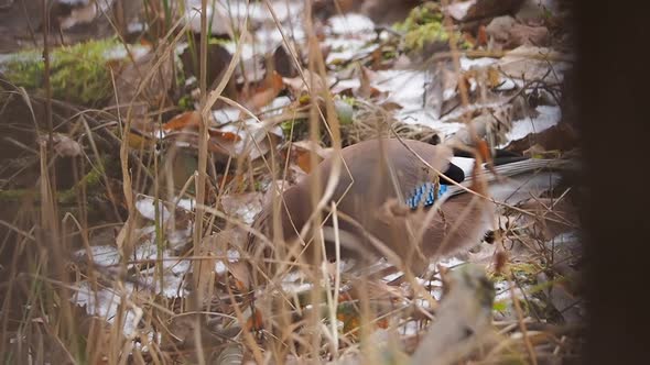 Eurasian Jay Garrulus Glandarius Is Searching Food Under Fallen Leaves and Snow.