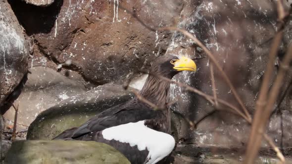 An adult eagle that flies away. Birds.