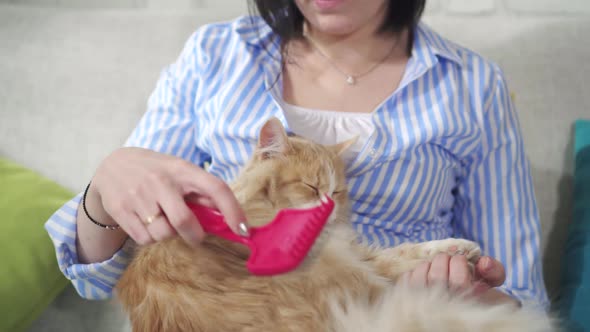 Young Woman Takes Care of a Cat's Long Hair with a Brush