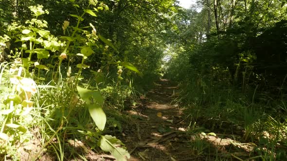 Daily establishing scene of natural trail slow-mo video