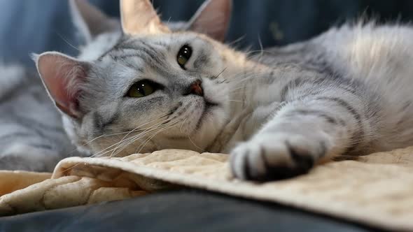 Close Up Fat Cat Sleeping On Sofa