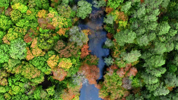 Aerial view of river and autumn forest, Poland