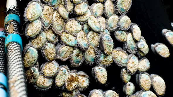 Haliotis midae densely packed in basket; commercial abalone farming