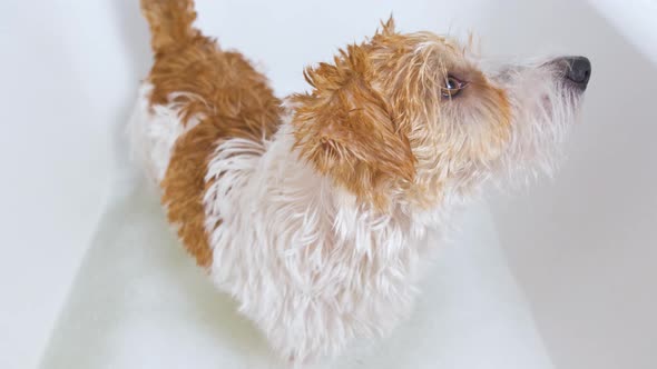 A Jack Russell Terrier dog is standing in a bath of water and soapy suds. Grooming procedure