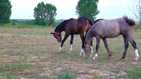 Grazing horse