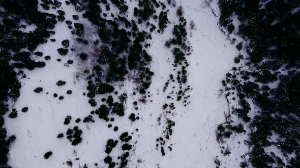 Creek bed dry and forest in winter