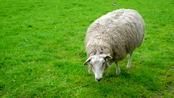 Sheep Gazing in Green Field