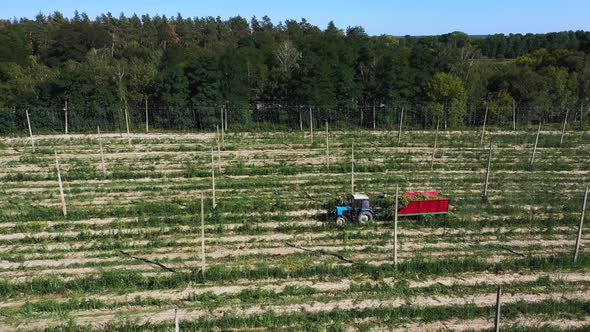 Workers Harvest Hops in a Tractor Body on a Field