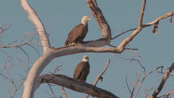 Mating Pair of Bald Eagles on a Branch