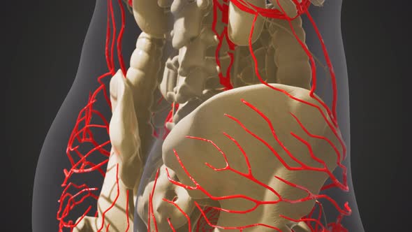 Science Anatomy of Human Blood Vessels alt