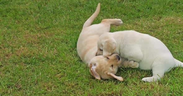 Yellow Labrador Retriever, Puppies Playing on the Lawn, Normandy in France, Slow Motion 4K