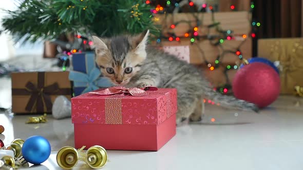 Cute Tabby Kitten Playing In A Gift Box With Christmas Decoration