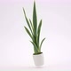 An isolated snake plant in a white pot with a white background - VideoHive Item for Sale