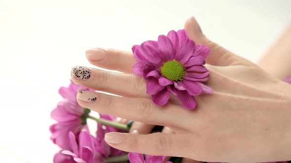 Pink Chrysanthemum in Female Well-groomed Hands