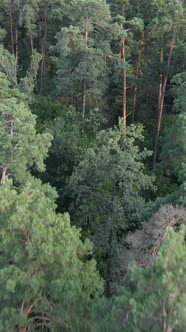 Vertical Video of Beautiful Green Forest By Day