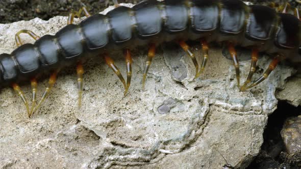 Extreme close shot of a Peruvian Giant Centipede crawling on a rock. Another bug crawls by