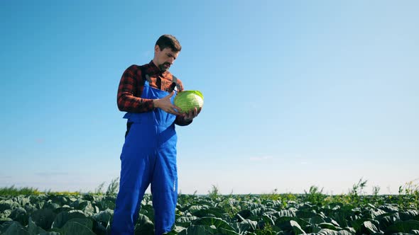 Agronomist Is Inspecting Mellow Cabbage