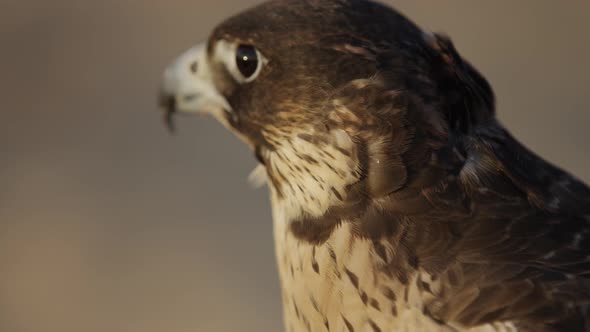 Close up view of a falcon