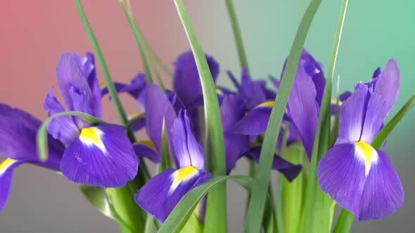 Beautiful Iris Flowers on Red and Green, Rotation, Close Up