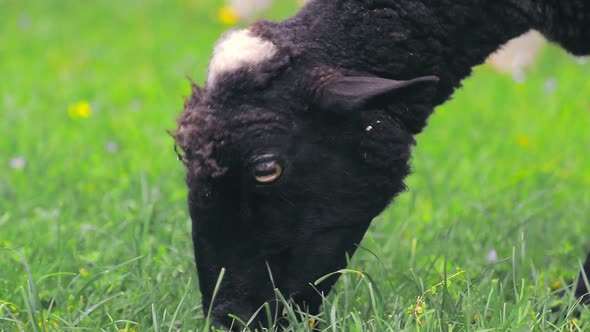 Black Sheep Grazing on a Green Meadow on the Slopes of the Highlands. Sheep Eating Grass Close Up.