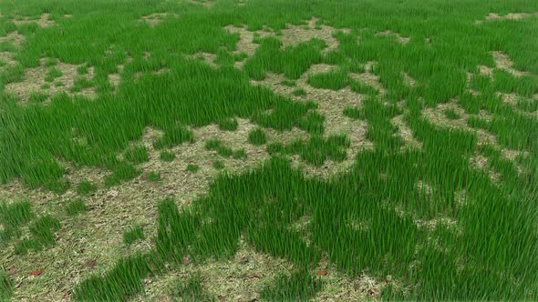 Grass Field 01 Hd 