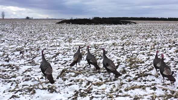 wild turkeys walking through winter field close up